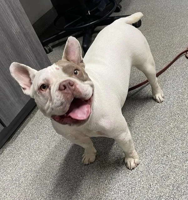 An adult small-sized female French Bulldog dog named Brutus for adoption in Escondido, CA