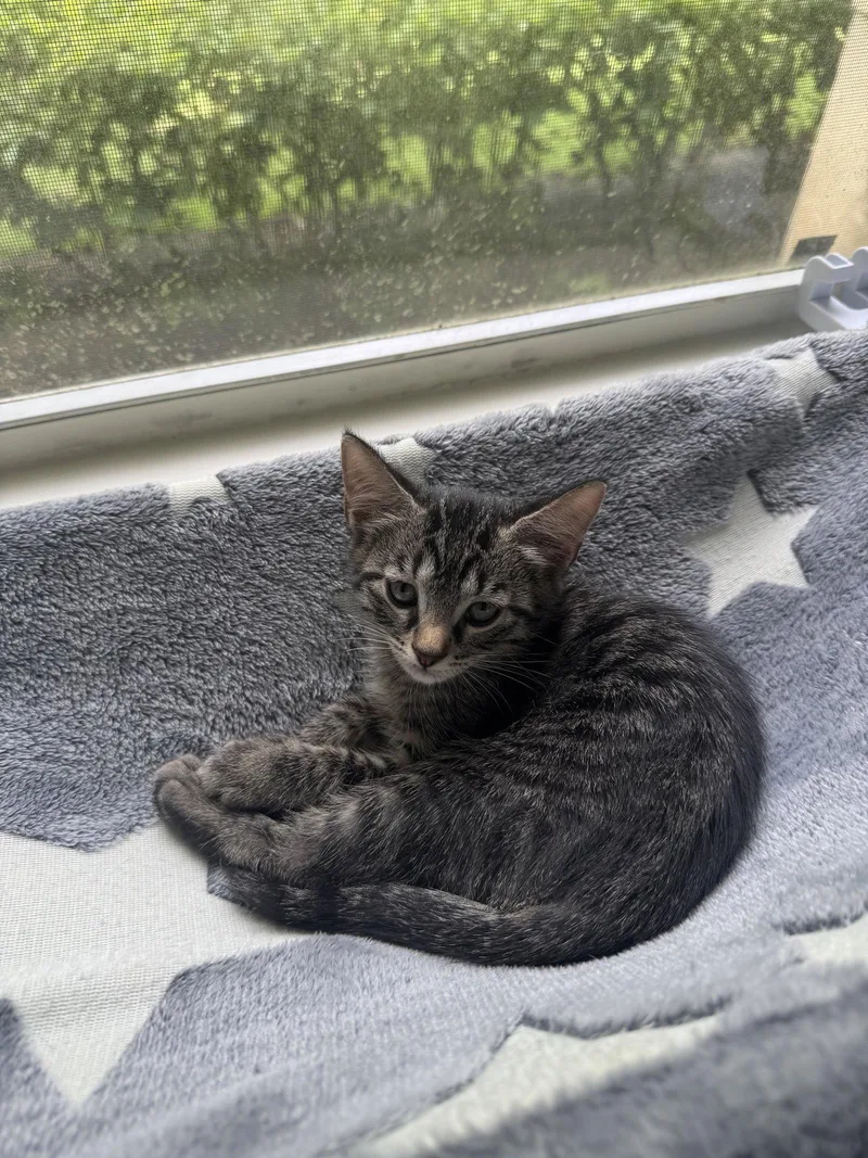A baby medium-sized female Domestic Short Hair cat named Salsita for adoption in Wesley Chapel, FL