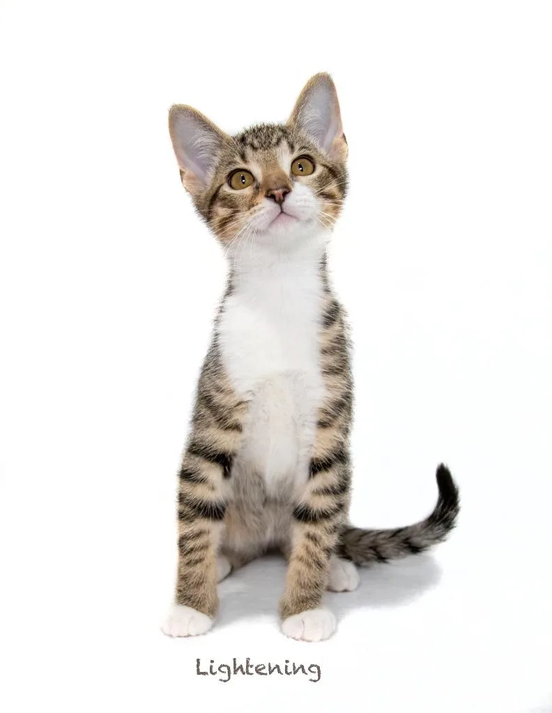 A baby small-sized male Domestic Short Hair cat named Lightning for adoption in Hot Springs Village, AR