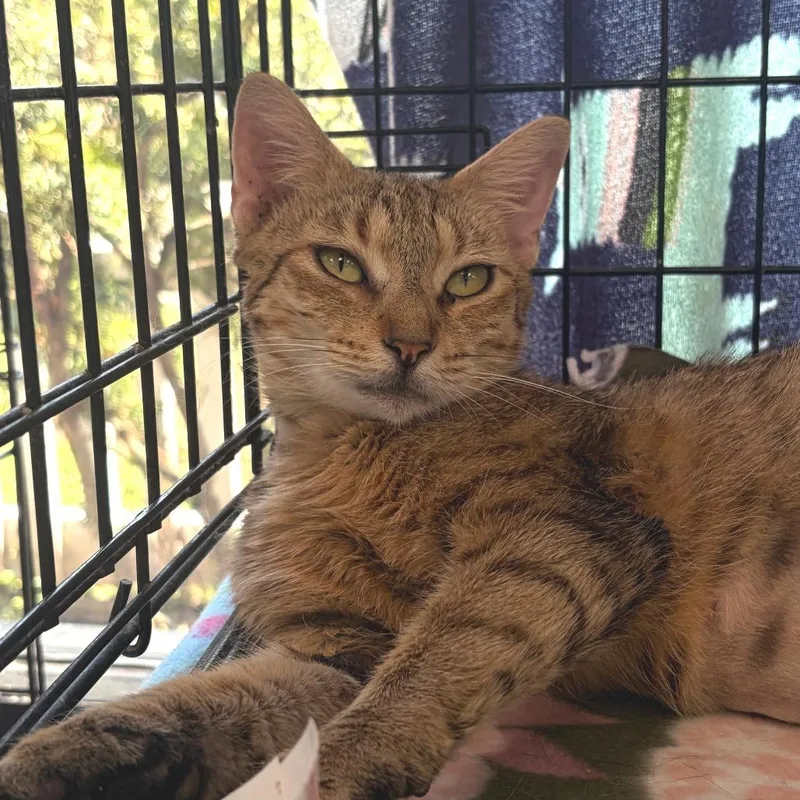 An adult medium-sized female Brown / Chocolate Domestic Short Hair cat named Venus for adoption in Deerfield, IL