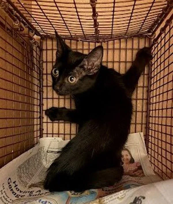 A baby small-sized female Domestic Short Hair cat named Gertie for adoption in Austin, TX