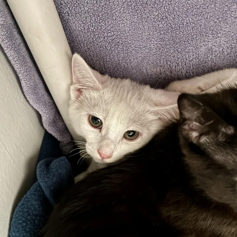 A baby small-sized female White Domestic Short Hair cat named Dover for adoption in Long Beach, CA