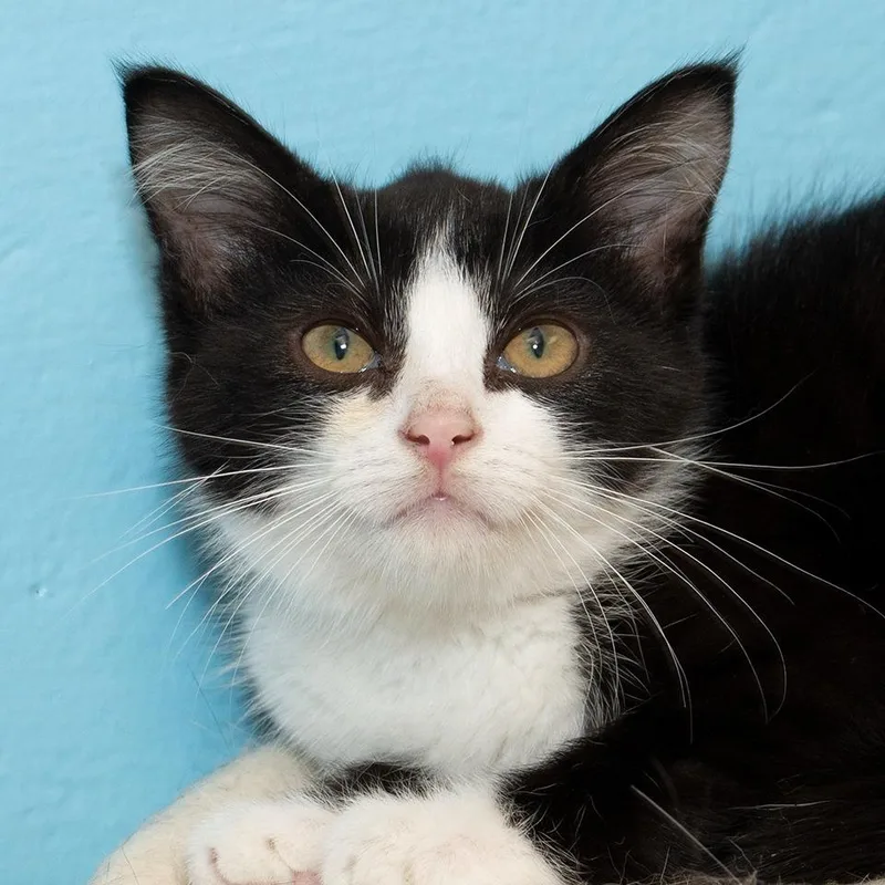A baby small-sized female Domestic Short Hair cat named Angelica for adoption in Troy, OH
