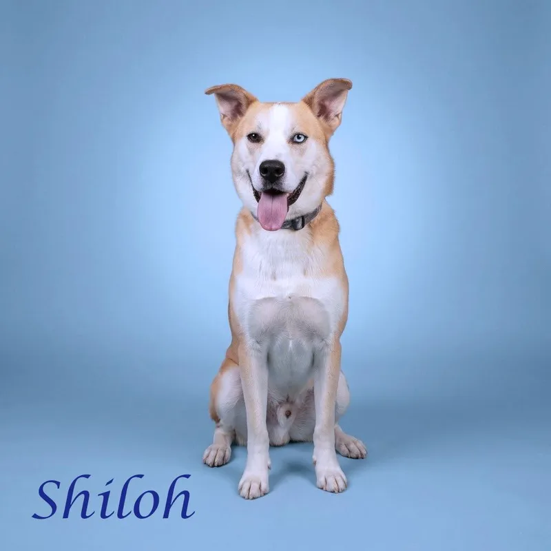 A young medium-sized male Yellow / Tan / Blond / Fawn Labrador Retriever dog named Shiloh D for adoption in Lebanon, TN