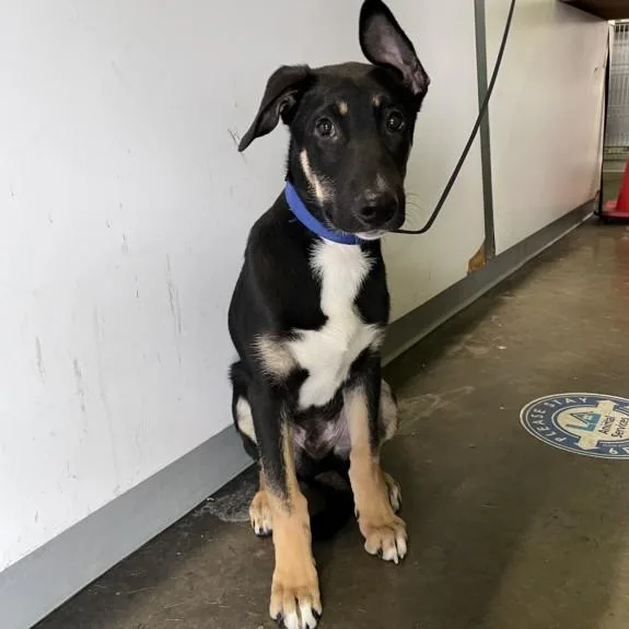 A baby medium-sized male German Shorthaired Pointer dog named Benito for adoption in Los Angeles, CA