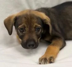 A young large-sized female Shepherd dog named California for adoption in Kansas City, MO