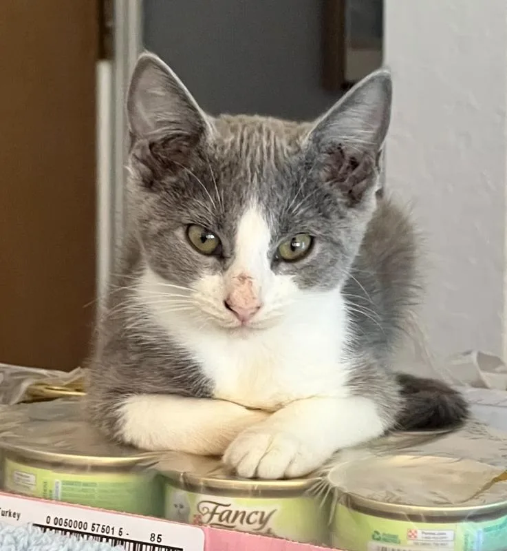 A baby small-sized male Gray & White Domestic Short Hair cat named Jerry for adoption in Wellington, FL