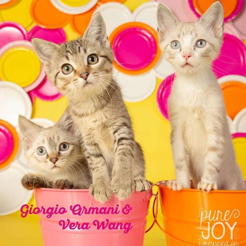 Gianni Versace thumbnail 6