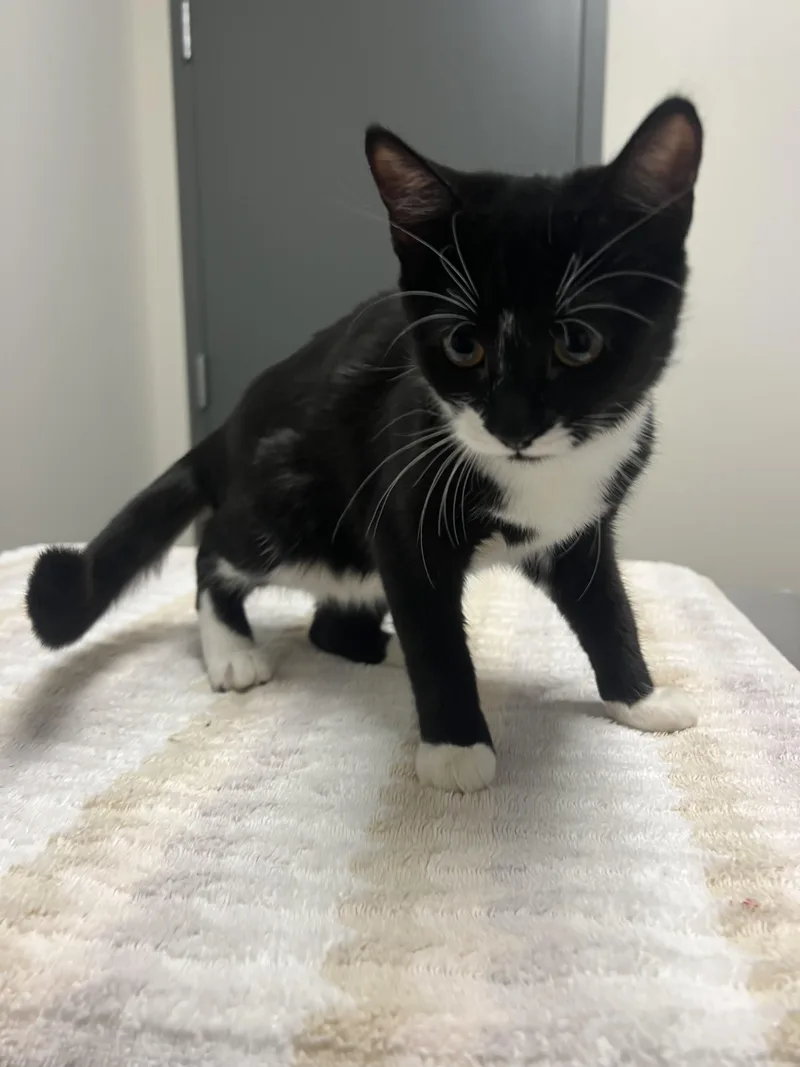 A baby small-sized female Domestic Short Hair cat named Marshmallow for adoption in Chico, CA