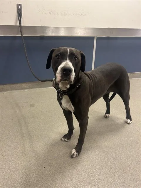 An adult large-sized female Terrier dog named Kiki for adoption in Miami, FL