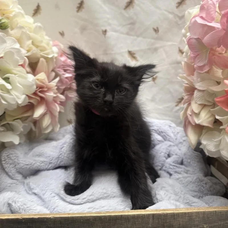 A baby small-sized female Black Domestic Long Hair cat named Juicer for adoption in Newberg, OR