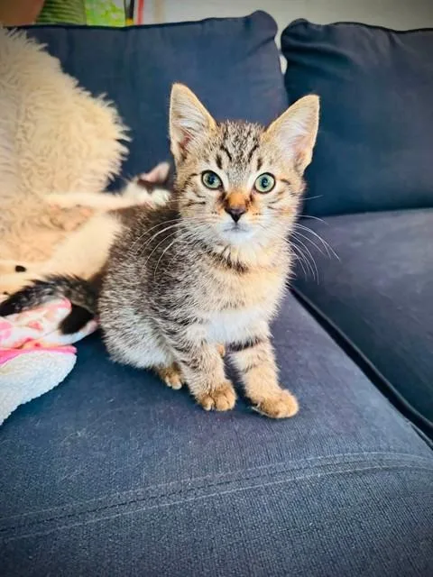 A baby small-sized male Domestic Short Hair cat named Woody for adoption in Louisville, KY