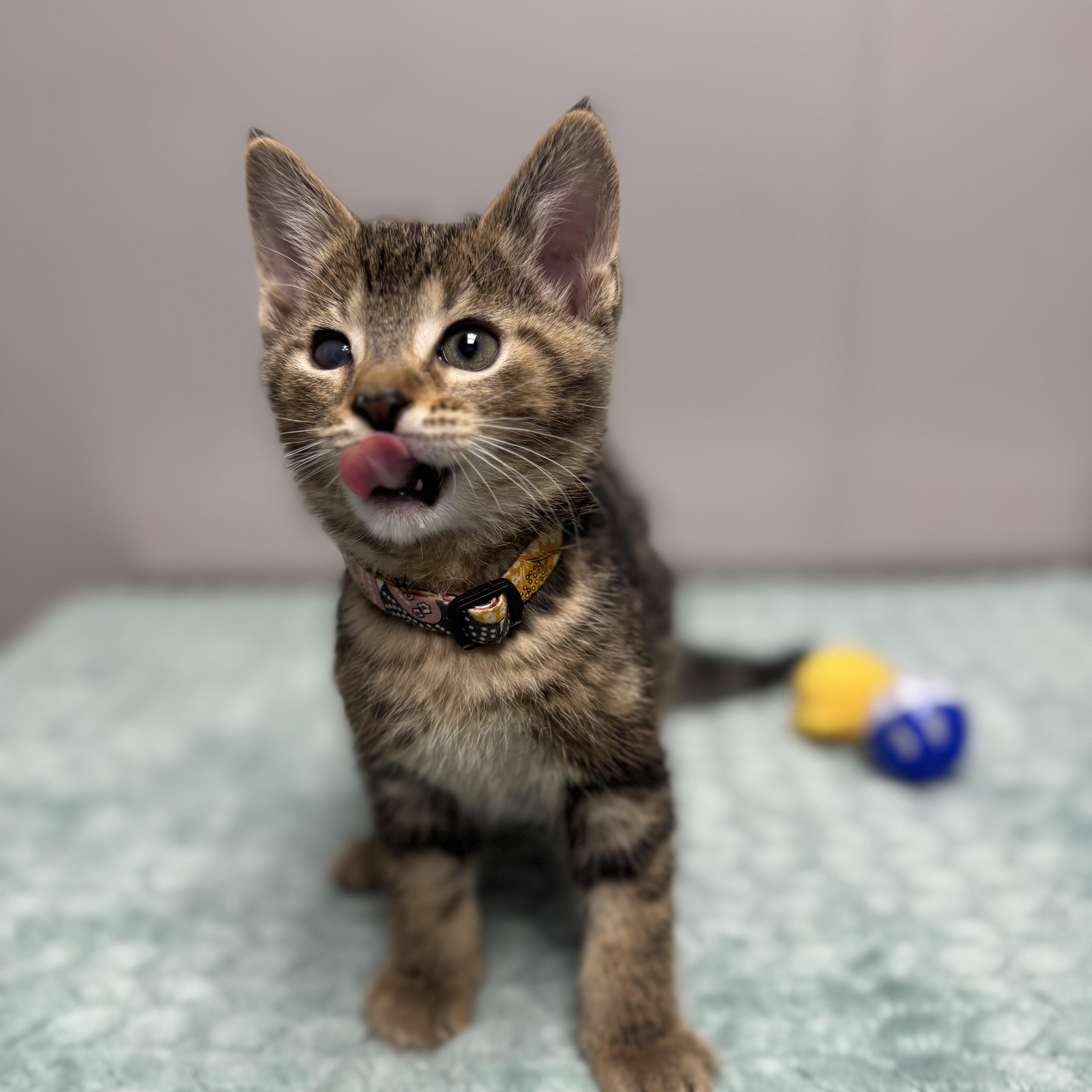 A baby medium-sized female Tabby (Buff / Tan / Fawn) Domestic Short Hair cat named Squirt for adoption in Walker, MI