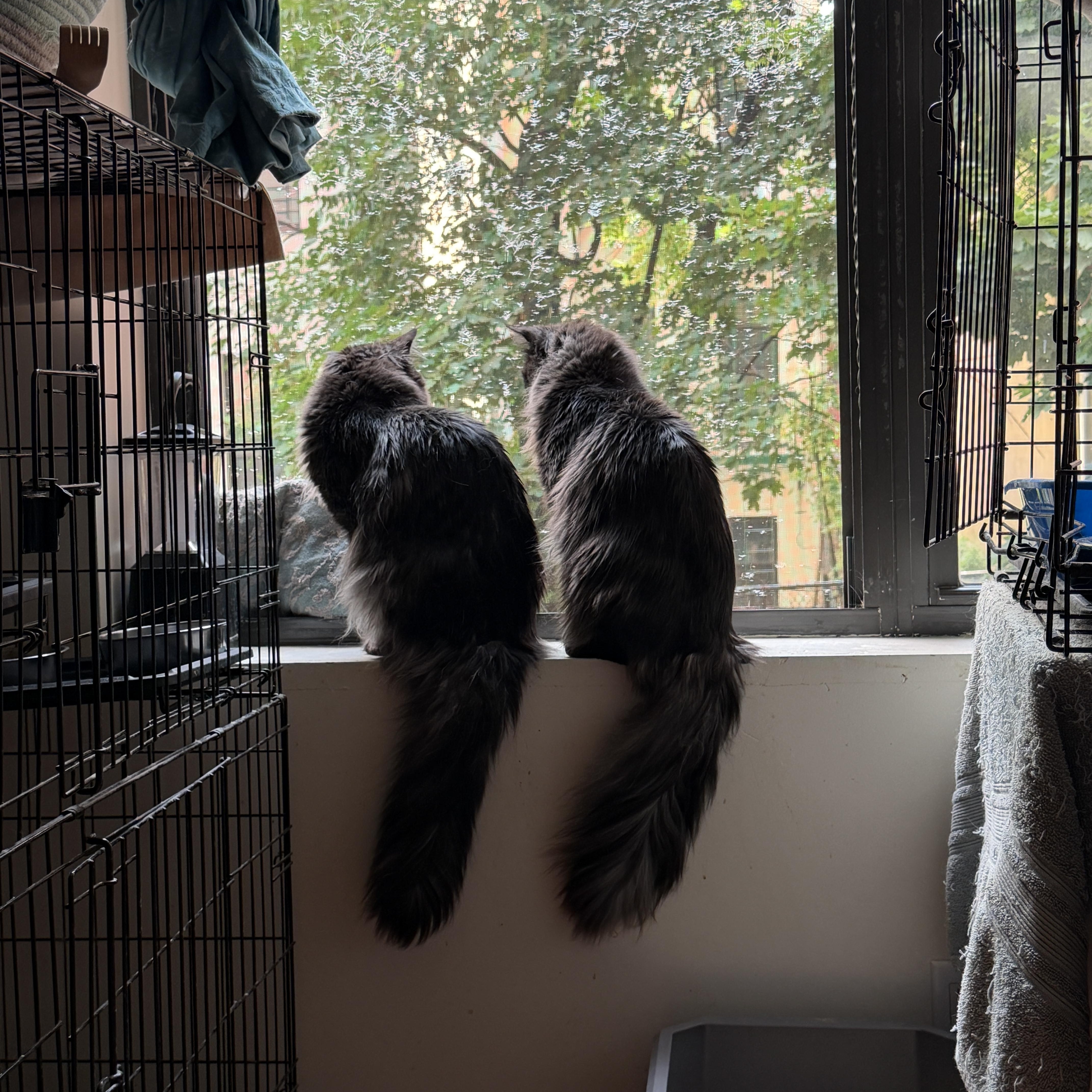 A young large-sized male Smoke Ragdoll cat named Zephyr & Nimbus for adoption in New York, NY