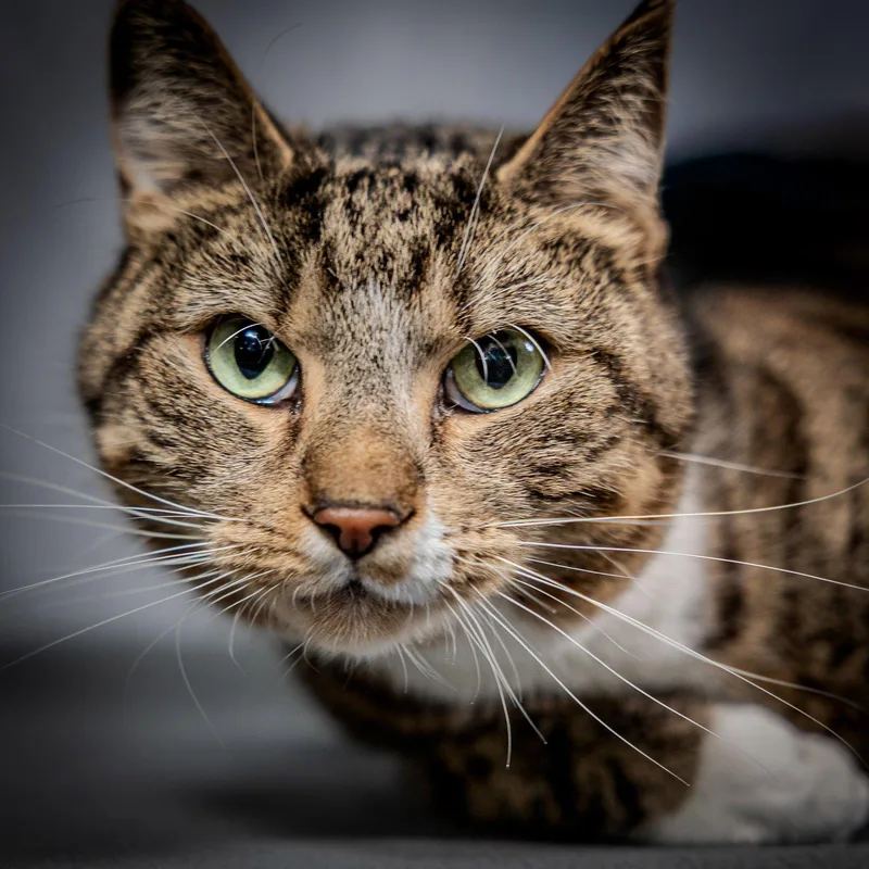 An adult medium-sized male Domestic Short Hair cat named Russo for adoption in Herndon, VA
