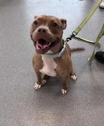 An adult medium-sized female Mixed Breed dog named Traci for adoption in West Chester, PA