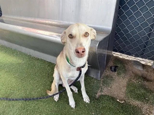 An adult large-sized female German Shepherd Dog dog named Bellini for adoption in Phoenix, AZ