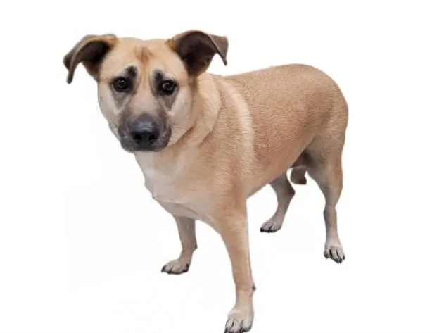 An adult large-sized female German Shepherd Dog dog named Hope for adoption in Los Angeles, CA