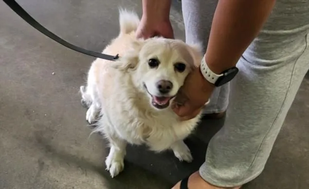 An adult medium-sized female Terrier dog named Daisy for adoption in Los Angeles, CA