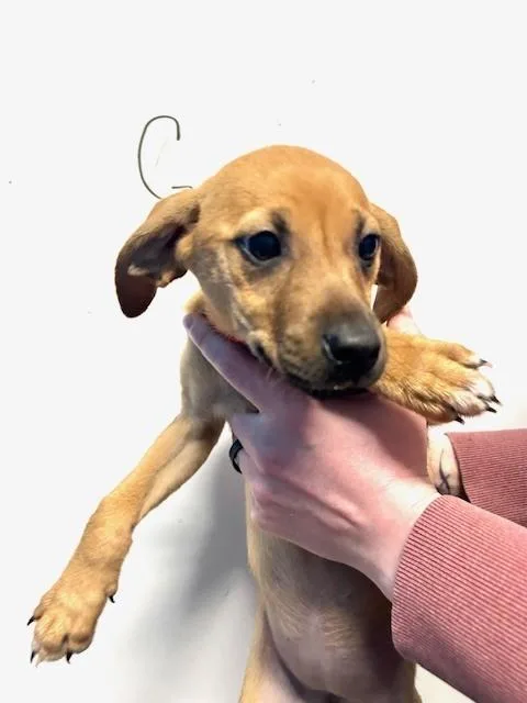 A baby small-sized female Brown / Chocolate Feist dog named Greta for adoption in Muskegon, MI