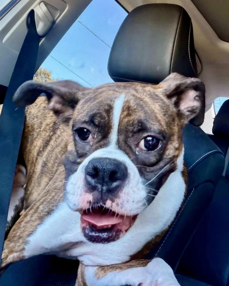 An adult medium-sized female Boxer dog named Bailee for adoption in Monticello, NY