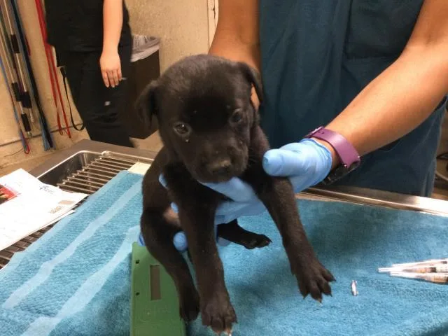 A baby small-sized female German Shepherd Dog dog named A for adoption in Riverside, CA