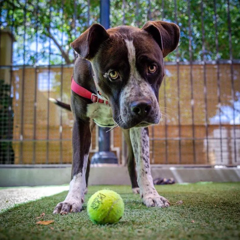 A senior large-sized male Black American Staffordshire Terrier dog named Chavez for adoption in Branford, CT