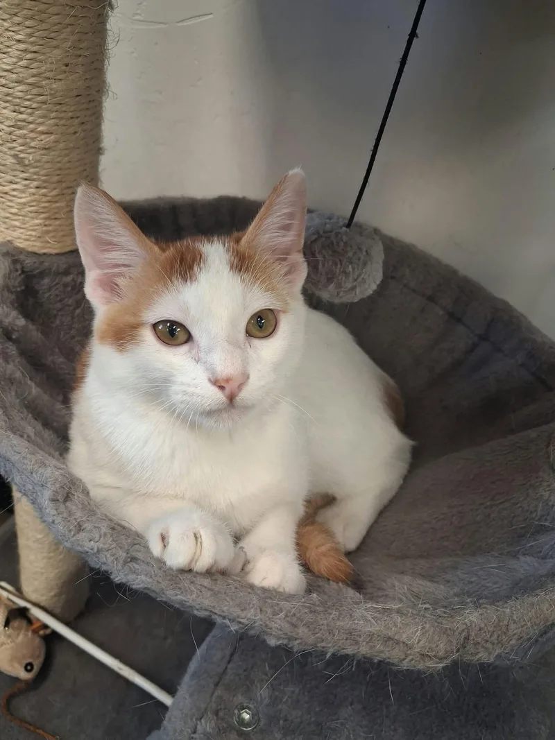 A young medium-sized male Domestic Short Hair cat named Chuck for adoption in Roosevelt, UT
