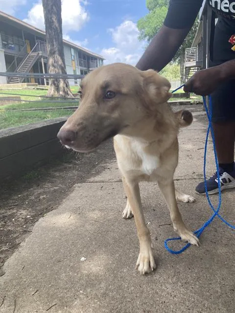 A young large-sized female Mixed Breed dog named Hazel for adoption in Dallas, TX