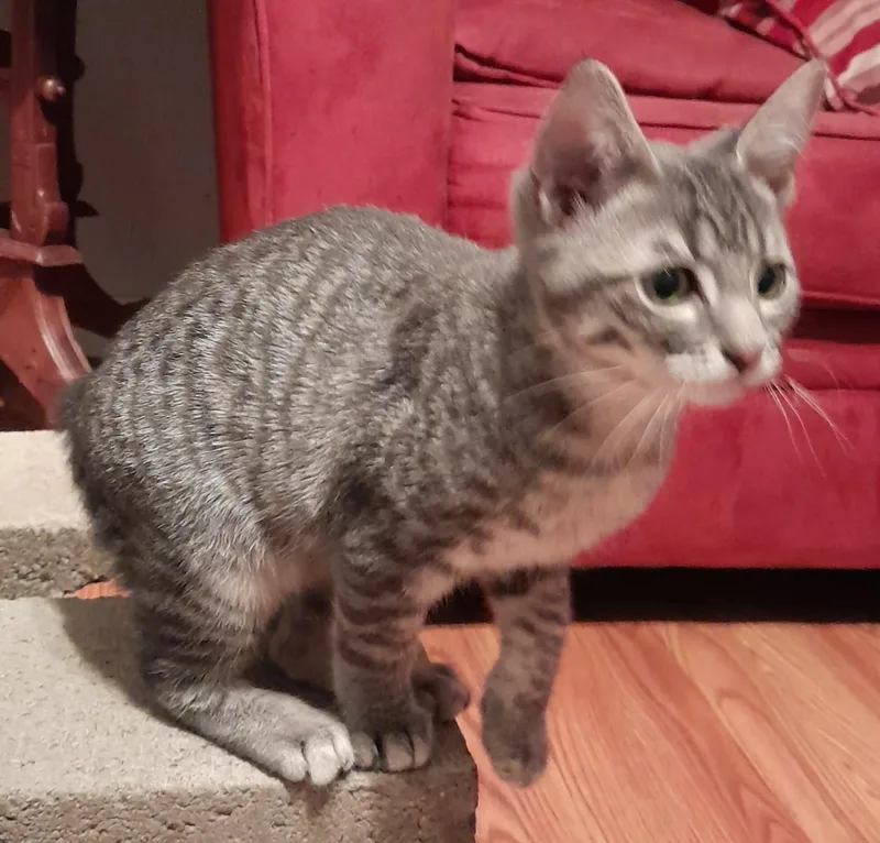A baby medium-sized male Tabby (Gray / Blue / Silver) Manx cat named Shadow for adoption in Silverton, OR