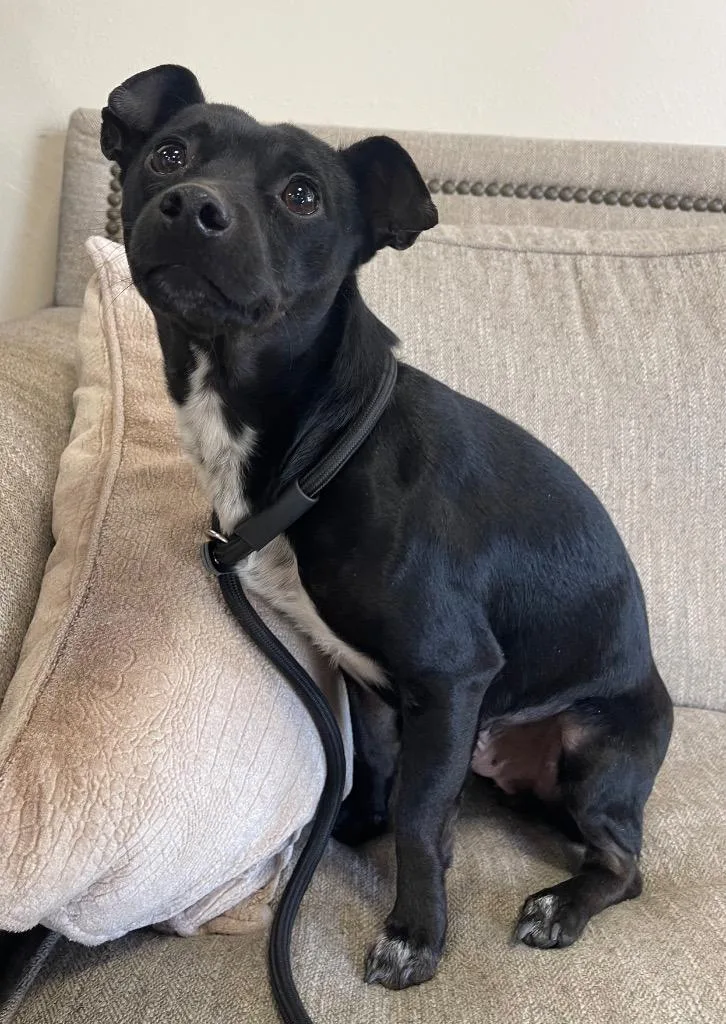 A young small-sized male Mixed Breed dog named Snickers for adoption in Thousand Oaks, CA