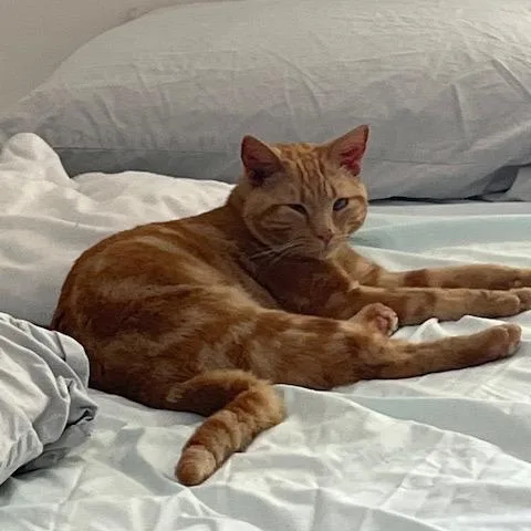 A young medium-sized male Orange / Red Domestic Short Hair cat named Xander for adoption in Atlanta, GA