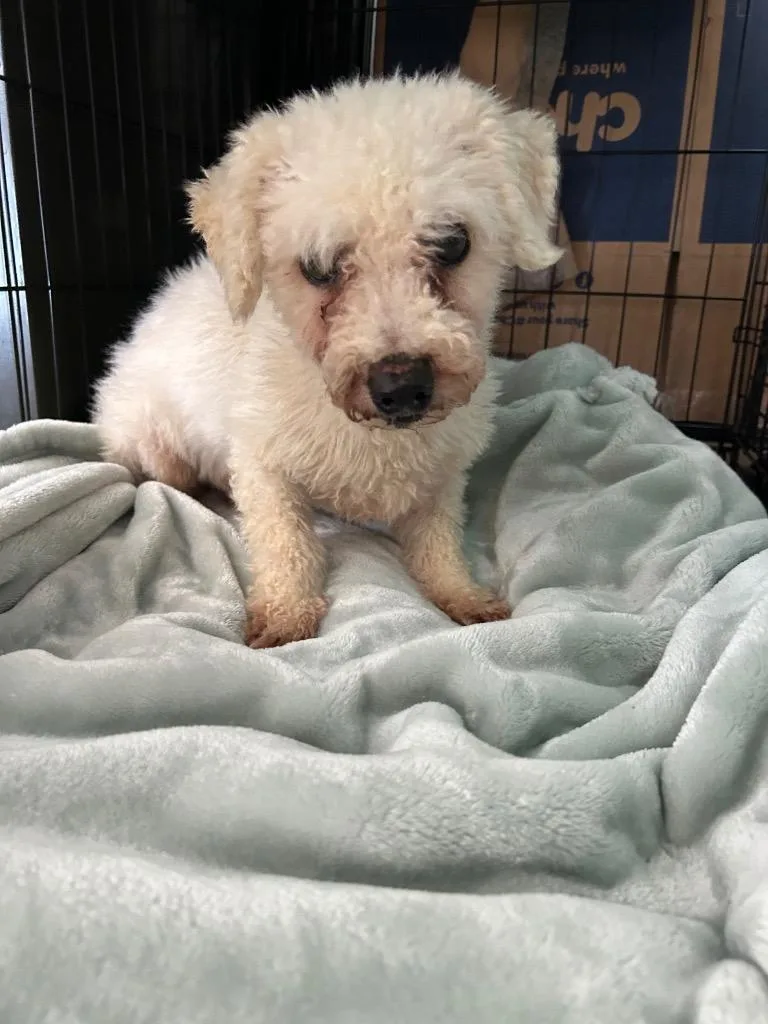 An adult small-sized female Bichon Frise dog named Moxi for adoption in Pine Grove, PA