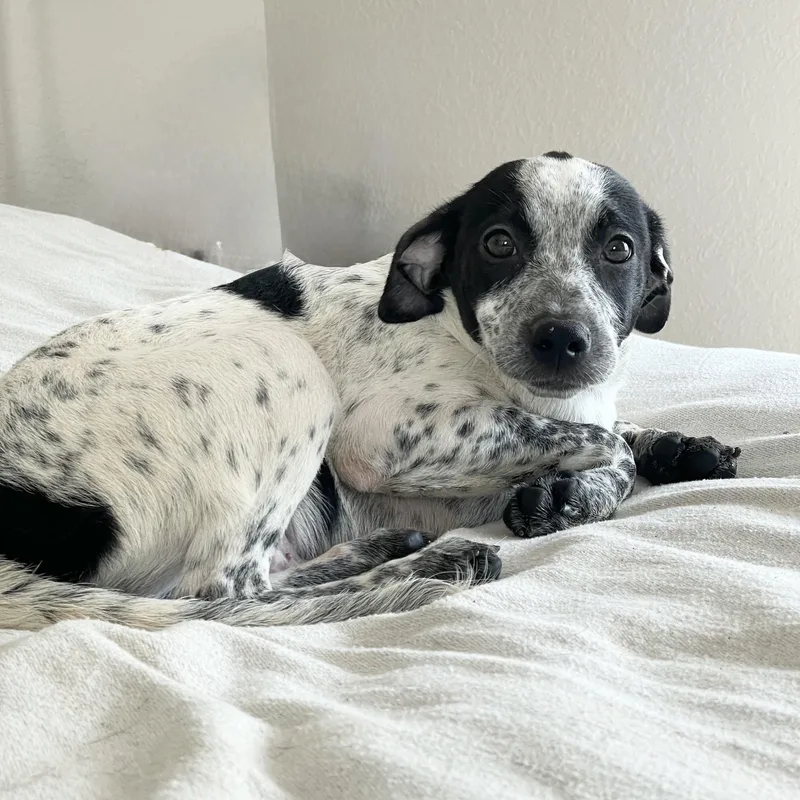 A baby medium-sized male Australian Cattle Dog / Blue Heeler dog named Wonderful Rixey for adoption in Burlington, NC