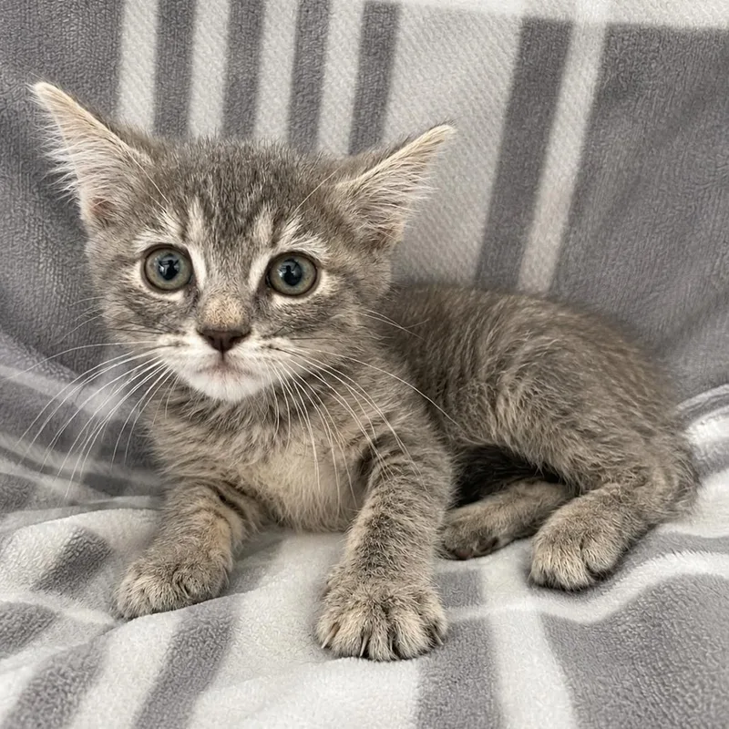 A baby small-sized female Gray / Blue / Silver Domestic Short Hair cat named Kay for adoption in Tucson, AZ