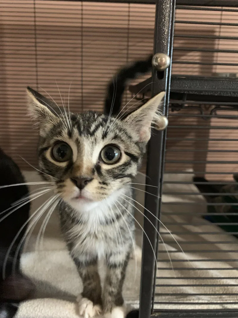 A baby medium-sized male Domestic Short Hair cat named Ozzy for adoption in Sanford, FL