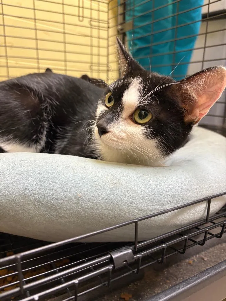 A young small-sized female Domestic Short Hair cat named Ruby for adoption in Crossville, TN