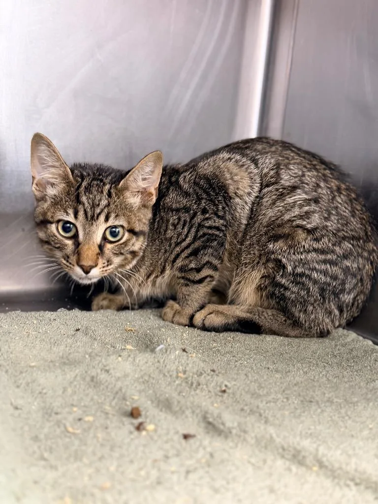 A baby medium-sized male Domestic Short Hair cat named Carter for adoption in Danielsville, GA