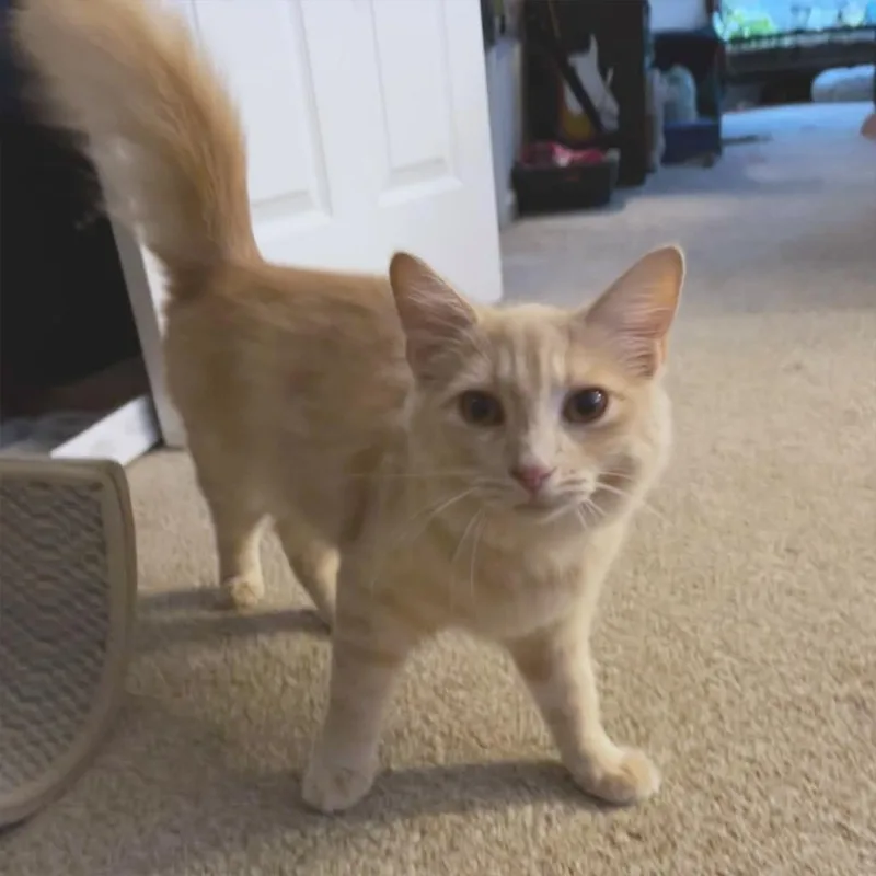 A baby small-sized female Domestic Long Hair cat named Mimosa for adoption in Durham, NC