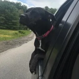 Bella in Maine thumbnail 2