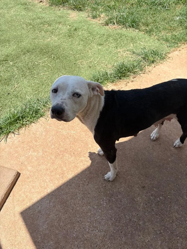 An adult large-sized female Mixed Breed dog named Karma for adoption in Bossier City, LA