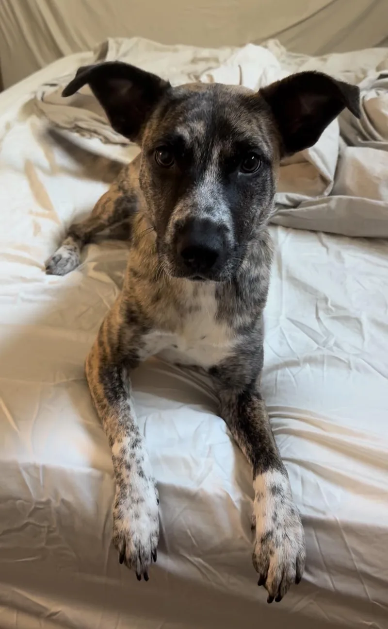 An adult medium-sized female Brindle Plott Hound dog named Tanya for adoption in Austin, TX