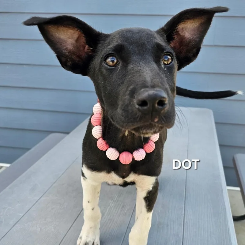 A baby small-sized female Black Labrador Retriever dog named Dot for adoption in Madisonville, TN