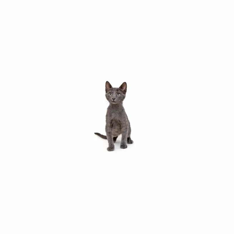 A baby small-sized male Gray / Blue / Silver Domestic Short Hair cat named Dorian for adoption in Playa Vista, CA