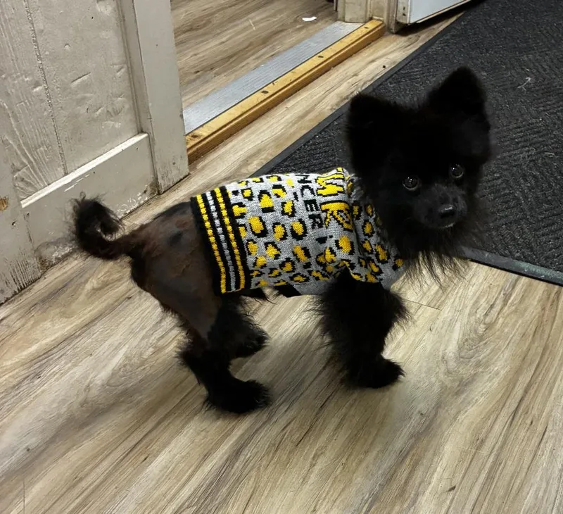 A young small-sized male Pomeranian dog named Blane for adoption in Fremont, NE