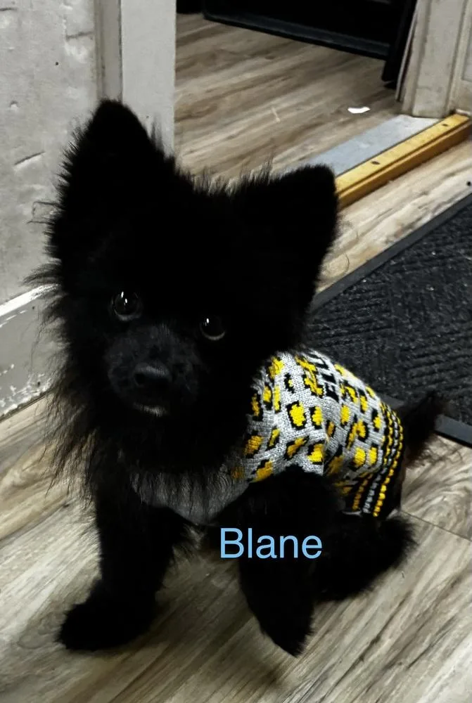 Blane thumbnail 2