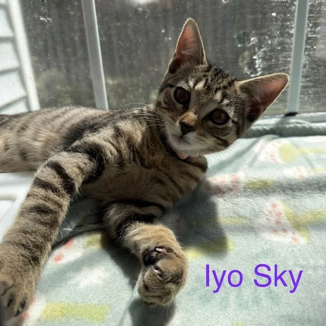 A baby small-sized female Domestic Short Hair cat named Iyo Sky for adoption in New Bern, NC