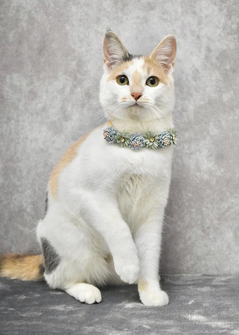 A young medium-sized female Dilute Calico Domestic Short Hair cat named Flower for adoption in Dublin, CA