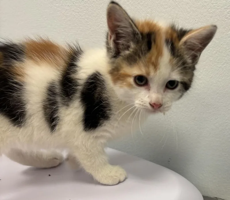 A baby small-sized female Domestic Short Hair cat named Venus for adoption in Saint Paul, MN