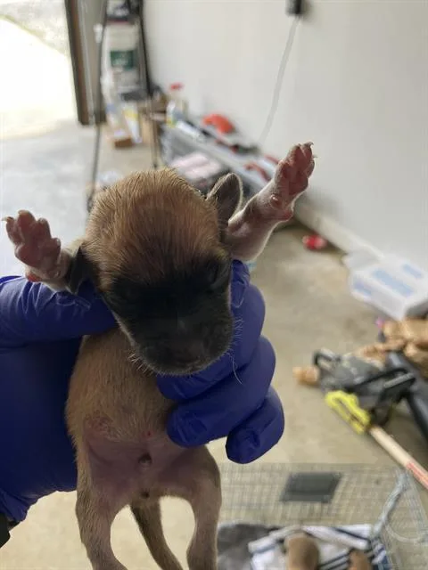 A baby medium-sized male Mixed Breed dog named Tiny for adoption in Dallas, TX